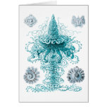 Physophora Card
