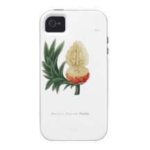 Phytanthoza iconographia N115 iPhone 4/4S Covers