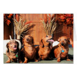 Pia Red Bink Rommel - Dachshund Photo-01 Greeting Cards