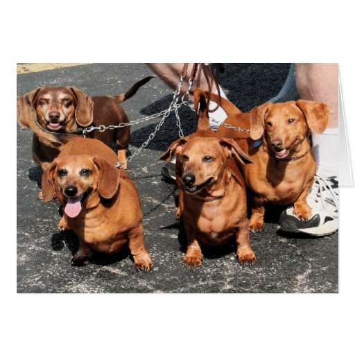 Pia Red Bink Rommel - Dachshund  Photo-09 Card