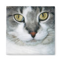 Pickle the Cat Magnet