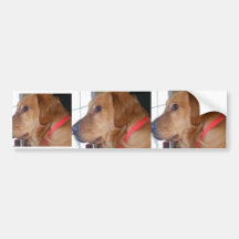 Picture 501, Picture 501, Picture 501 Bumper Sticker