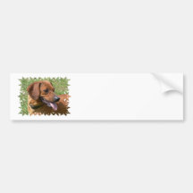 Picture of a Dachshund Dog Bumper Stickers