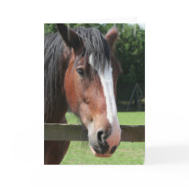 Picture of a Quarter Horse Greeting Card