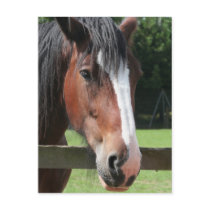 Picture of a Quarter Horse Postcard