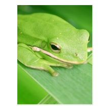 Picture of a Tree Frog Postcard
