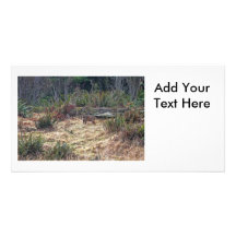Picture of Bobcat Photo Greeting Card