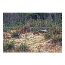 Picture of Bobcat Photo Print