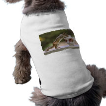 Picture of Chipmunk with China Teacup Dog Clothes