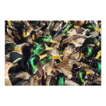 Picture of Ducks in a Crowd Photographic Print