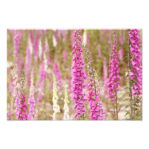 Picture of Foxgloves Photo