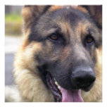 Picture of German Shepherd Invitations