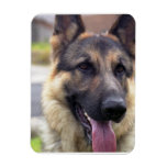 Picture of German Shepherd Premium Magnet