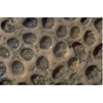 Picture of Sea shells, Trinidad Photo Cutout