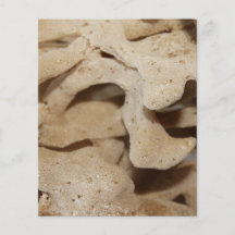 Picture of Sea Sponge. Flyer Design