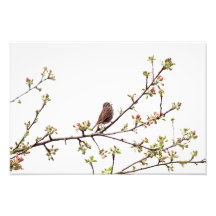 Picture of Sparrow Singing in Flowering Tree Photo