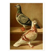 pictures of birds gifts postcards online postcards