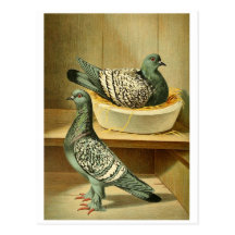 pictures of birds gifts postcards online postcards