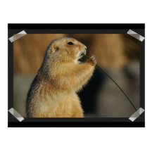 Pictures of Prairie Dogs Postcard