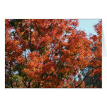picures 560 cards