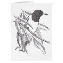 Pied Butcher Bird - Cracticus nigrogularis Greeting Card