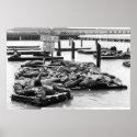 Pier 39 Sea Lions poster posters