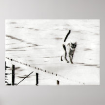pier cat poster