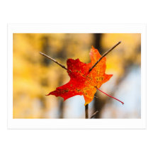 pierced in autumn postcard