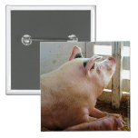 Pig Enjoying the Sun Buttons