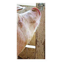 Pig Enjoying the Sun