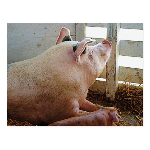 Pig Enjoying the Sun Postcard