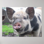 Pig Face Print