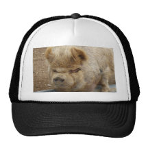 pig hat