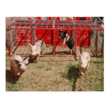 Pig Race Post Card
