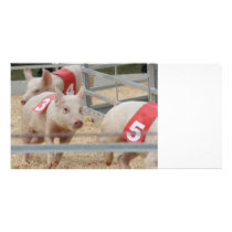 Pig racing pink piglet number three photo card
