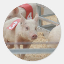 Pig racing pink piglet number three sticker