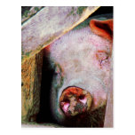 Pig Sleeping Postcards