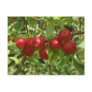 Pigeon Apples Postcards