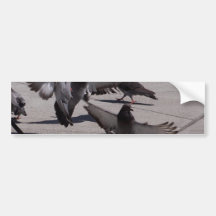 Pigeon Bumper Sticker