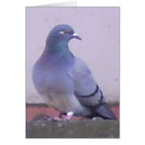 Pigeon Cards
