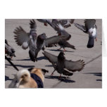 Pigeon Card
