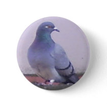 Pigeon copy pinback buttons