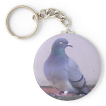 Pigeon copy key chains