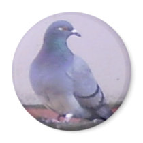 Pigeon copy fridge magnets