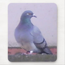 Pigeon copy mouse mats