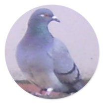 Pigeon copy stickers