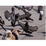 Pigeon Cut Out