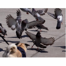 Pigeon Cut Out