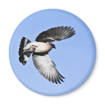 Pigeon magnets