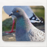 Pigeon mousepads